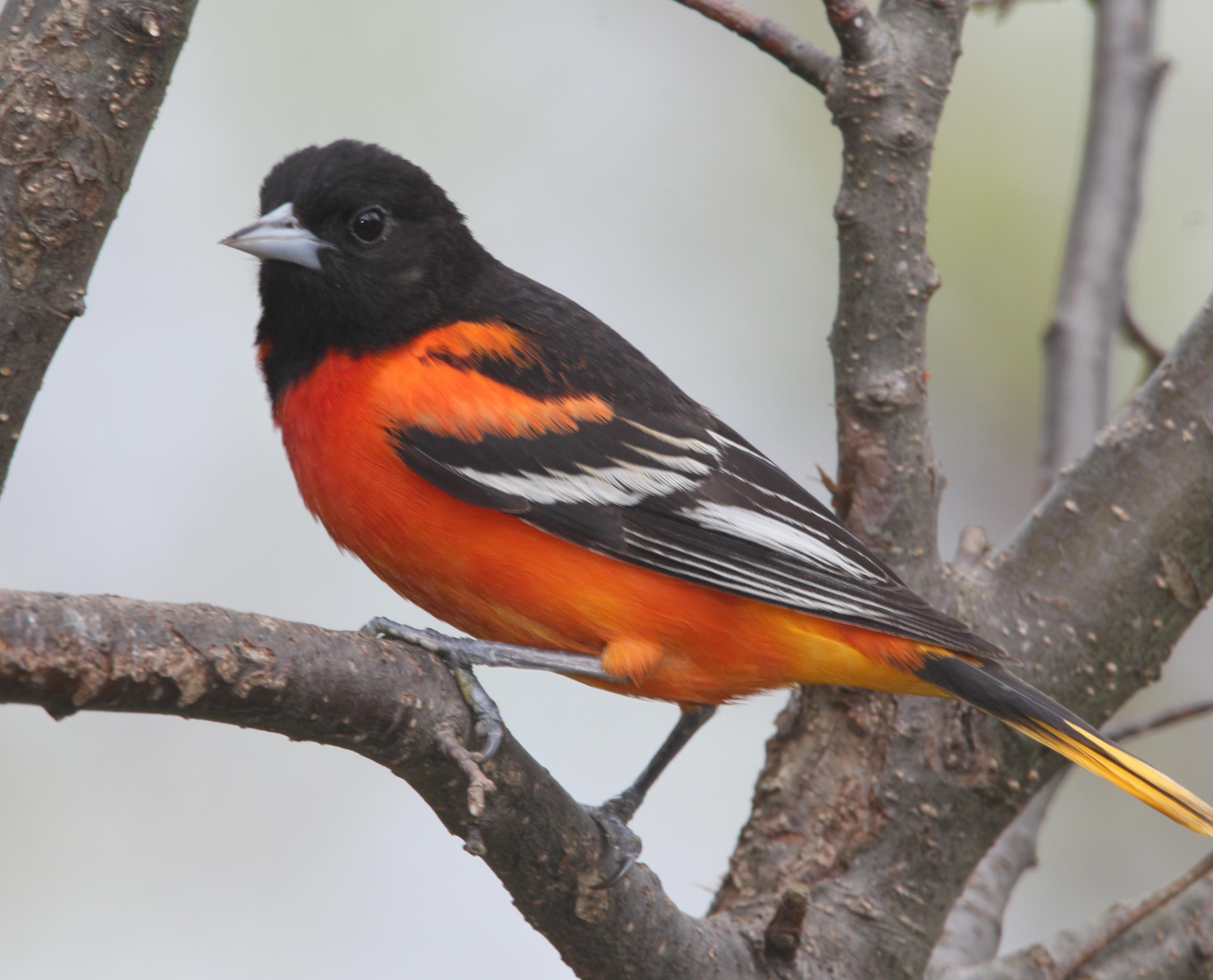 Baltimore Oriole Migration Map 2017 - Maping Resources
